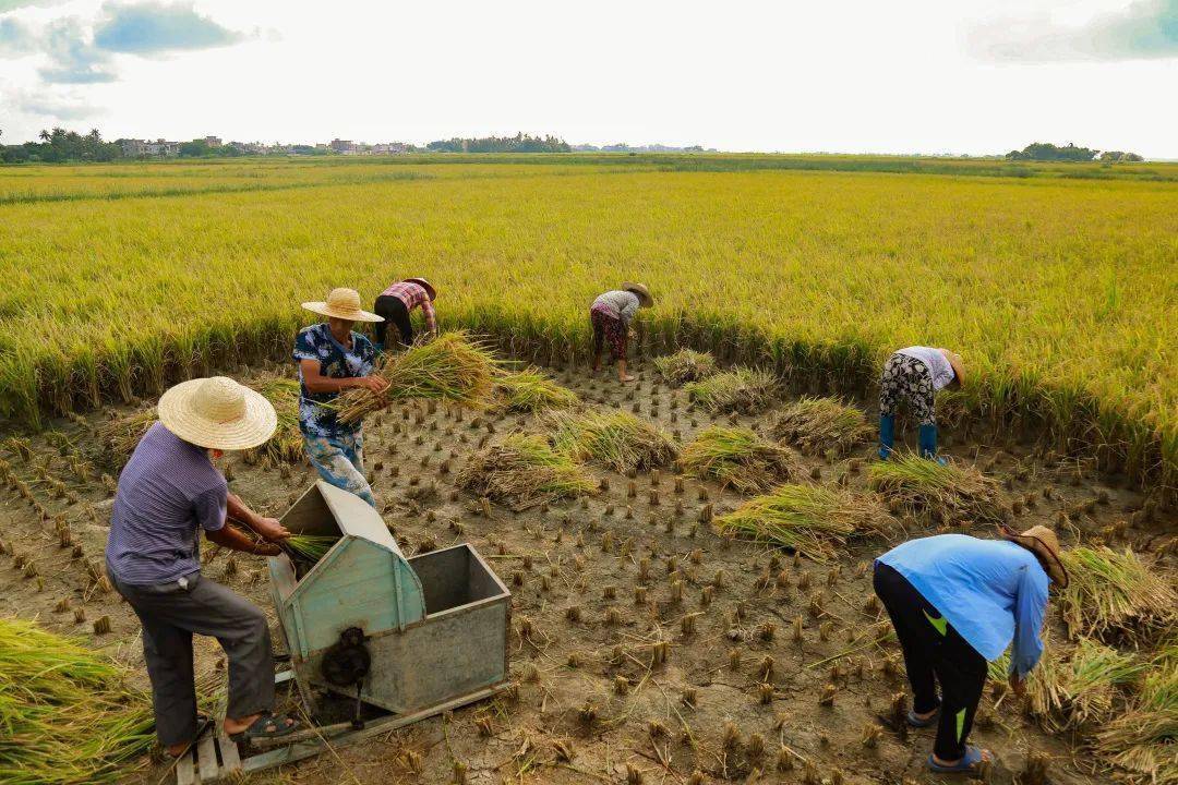 行业动态万宁试验130亩海水稻熟了现场收割亩产690斤