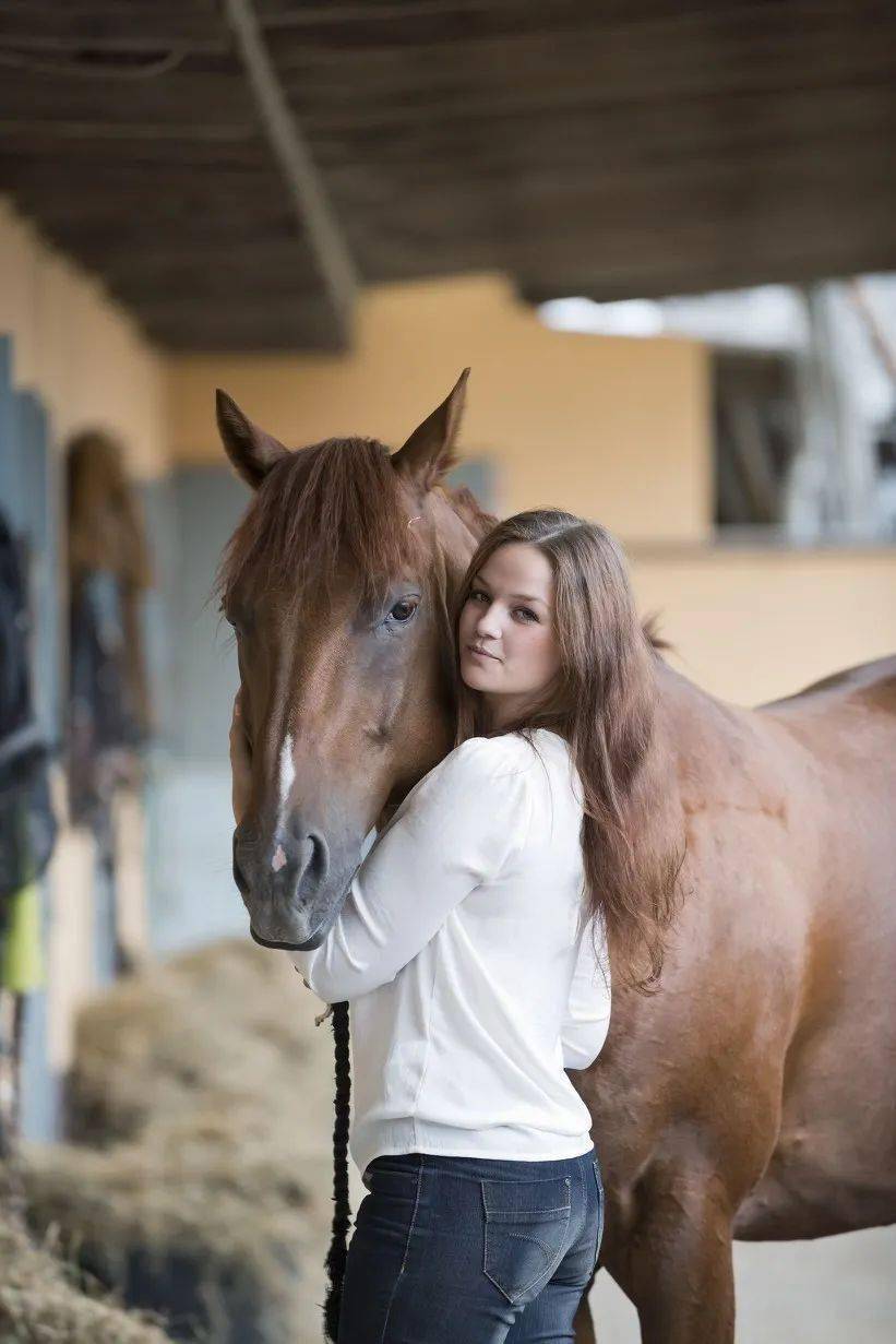 威斯特法伦马开被注意到是在1970年代后期,名叫roman的威斯特法伦马在