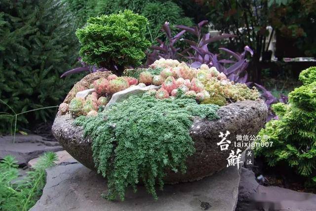 赶紧把家里墙角旮旯的石槽搬出来吧石槽这样整美爆整个院子