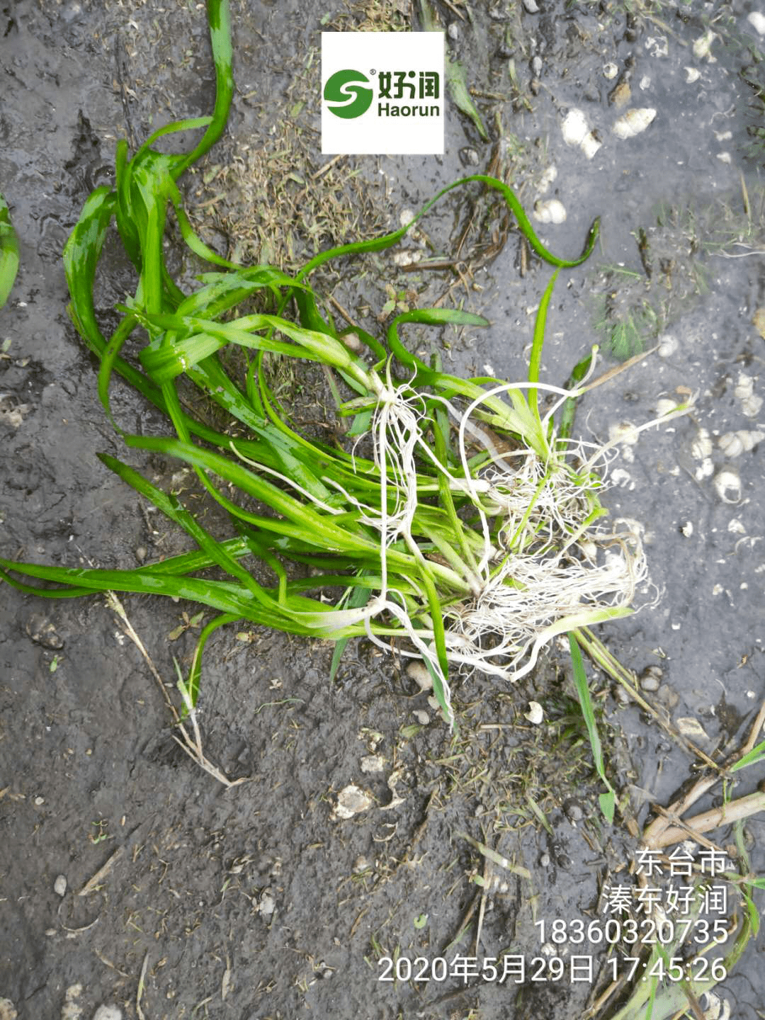 【案例精选】是什么让水草白根多,根须长?