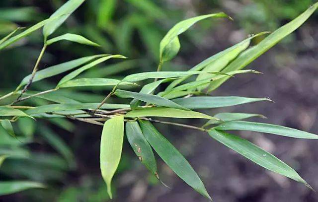 竹种类近实心茶杆竹