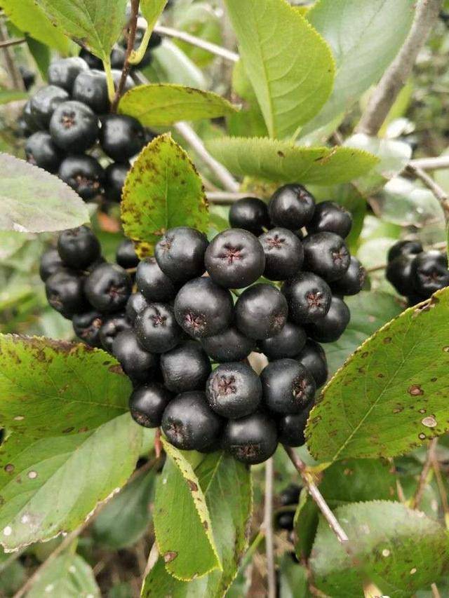 黑果腺肋花楸的主要生物学特性与应用价值