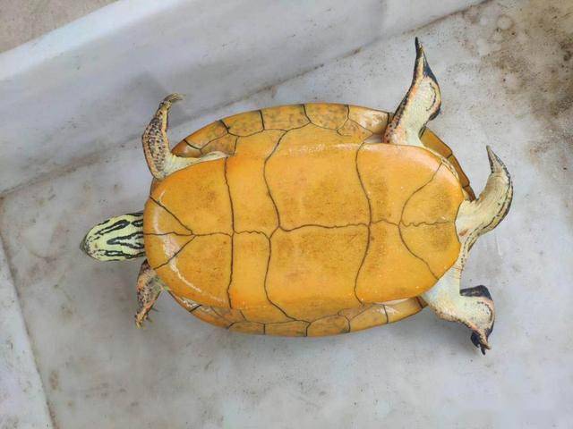 纯腹火焰龟的基本介绍