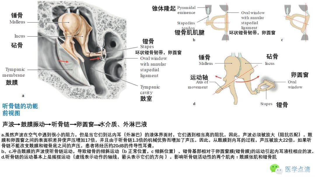 听骨链的功能中耳:听小骨与鼓室咽鼓管鼓室:临床上重要的解剖关系鼓室