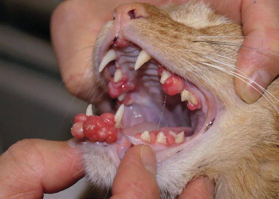 猫口腔肿瘤
