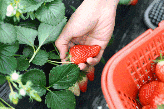 轻尝一口甜入人心的草莓~免洗可直接食用!