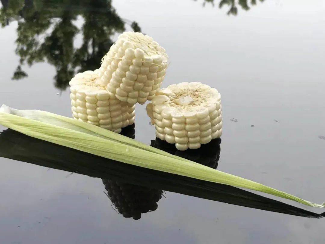 传说中的马铃瓜又要上市了!