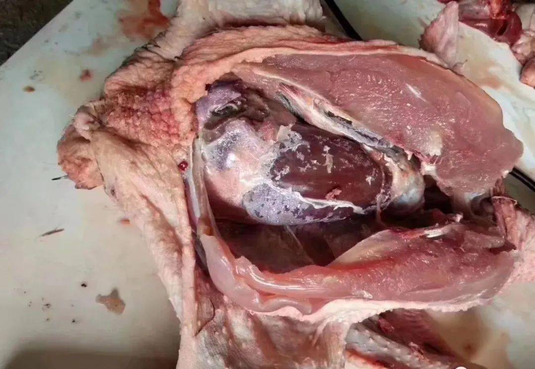 由于肝脏,肾脏都参与肌体的代谢,肝是肌体的解毒器官,肝是代谢器官