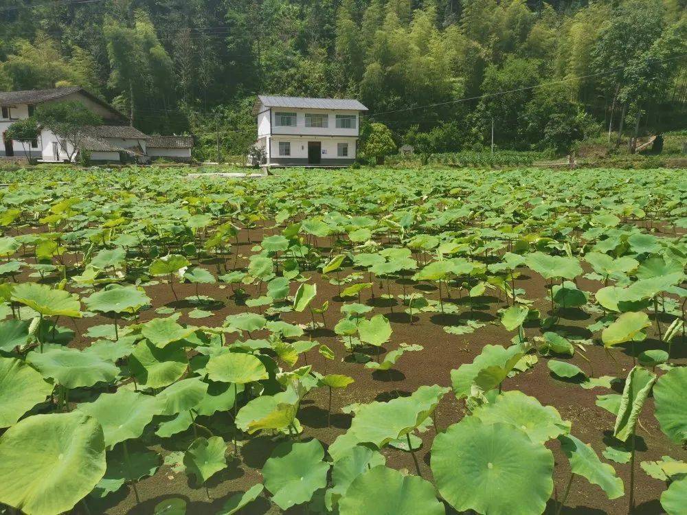 草坪生态园,五龙村花椒盬子鸡饭店及联系电话竹园一日游线路01奉节
