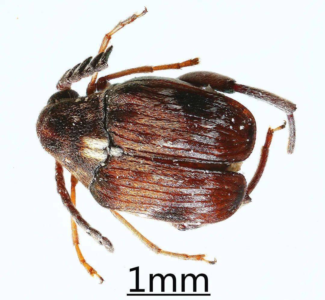 皂角豆象皂角豆象是豆科皂荚属植物果实的主要害虫.