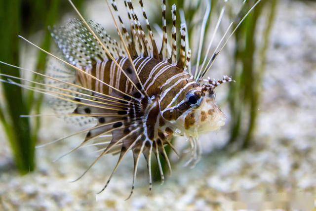 入侵加勒比海的毒鱼王翱翔蓑鲉