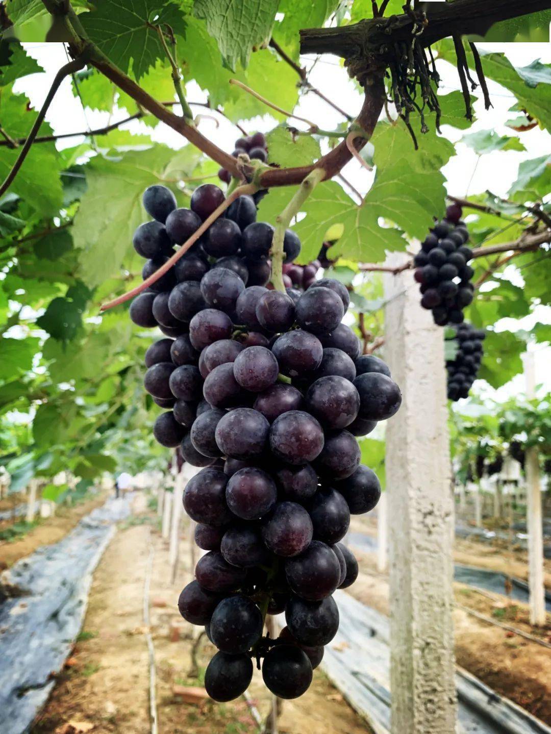 摘葡萄咯~茂名这里藏着一个世外萄园,果香味甜!