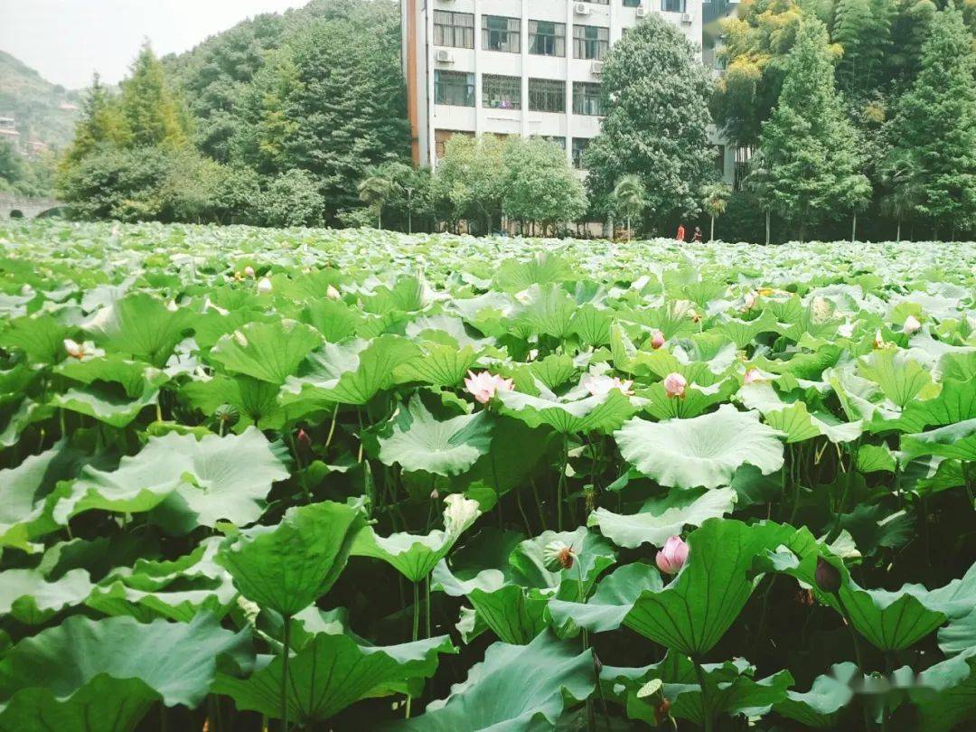 赏荷坐标:吉首市吉首大学砂子坳校区◇推荐理由:花中自带书香气息