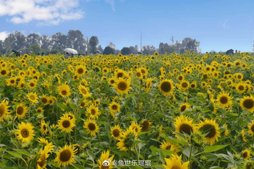 免费成都新添一处震撼向日葵花海一站式打卡格桑花波斯菊趁还没火赶紧