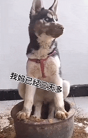 306_481竖版 竖屏gif 动态图 动图