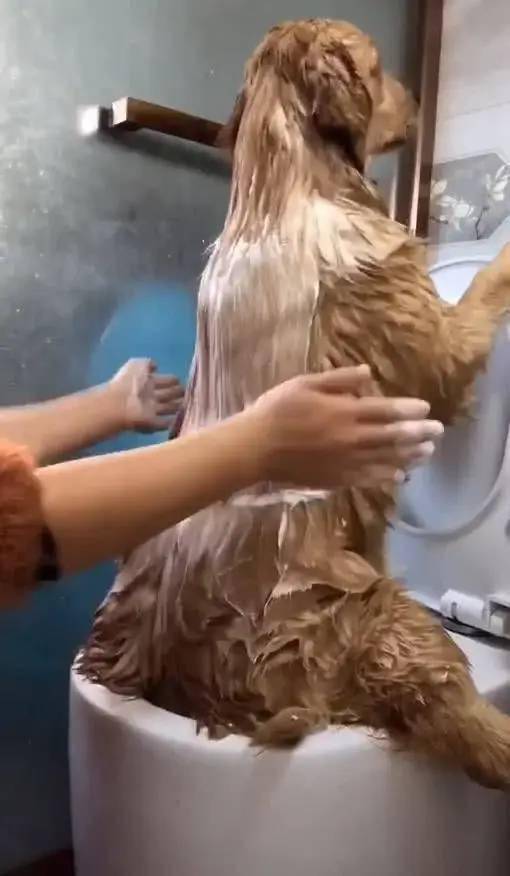 在马桶上给金毛搓背突然传来咕咚一声狗子我好像掉出点什么