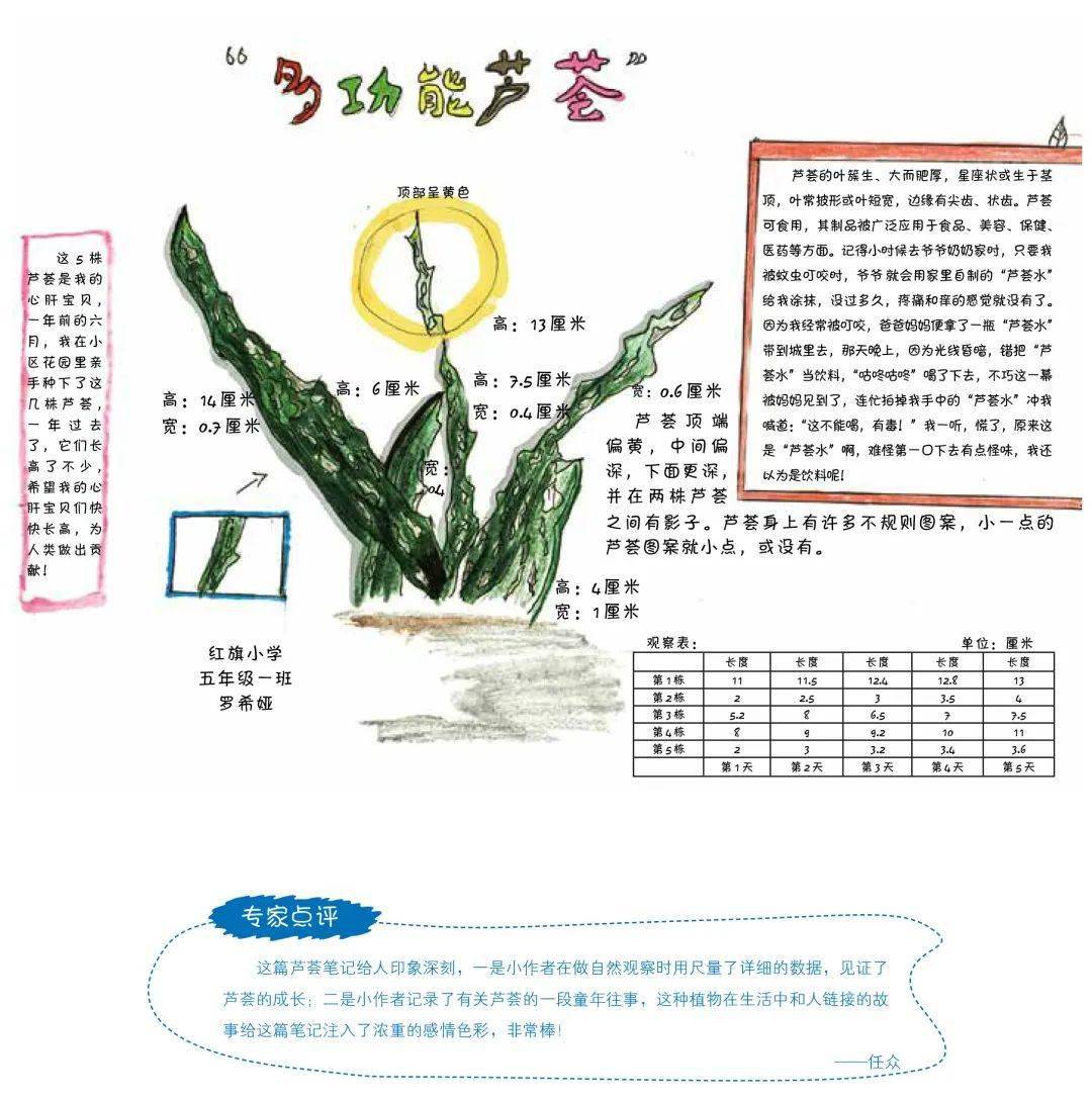 植物记录卡芦荟图片