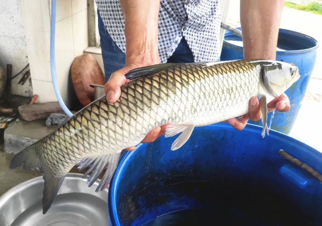 龙颈这些优质山水瘦身鱼月销上万斤你有无吃过