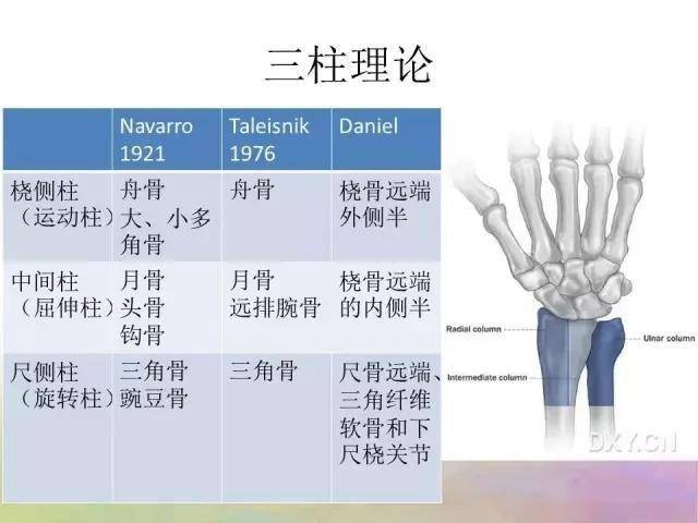 基础学习腕关节解剖详解