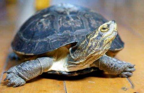 一日一龟——黄头庙龟