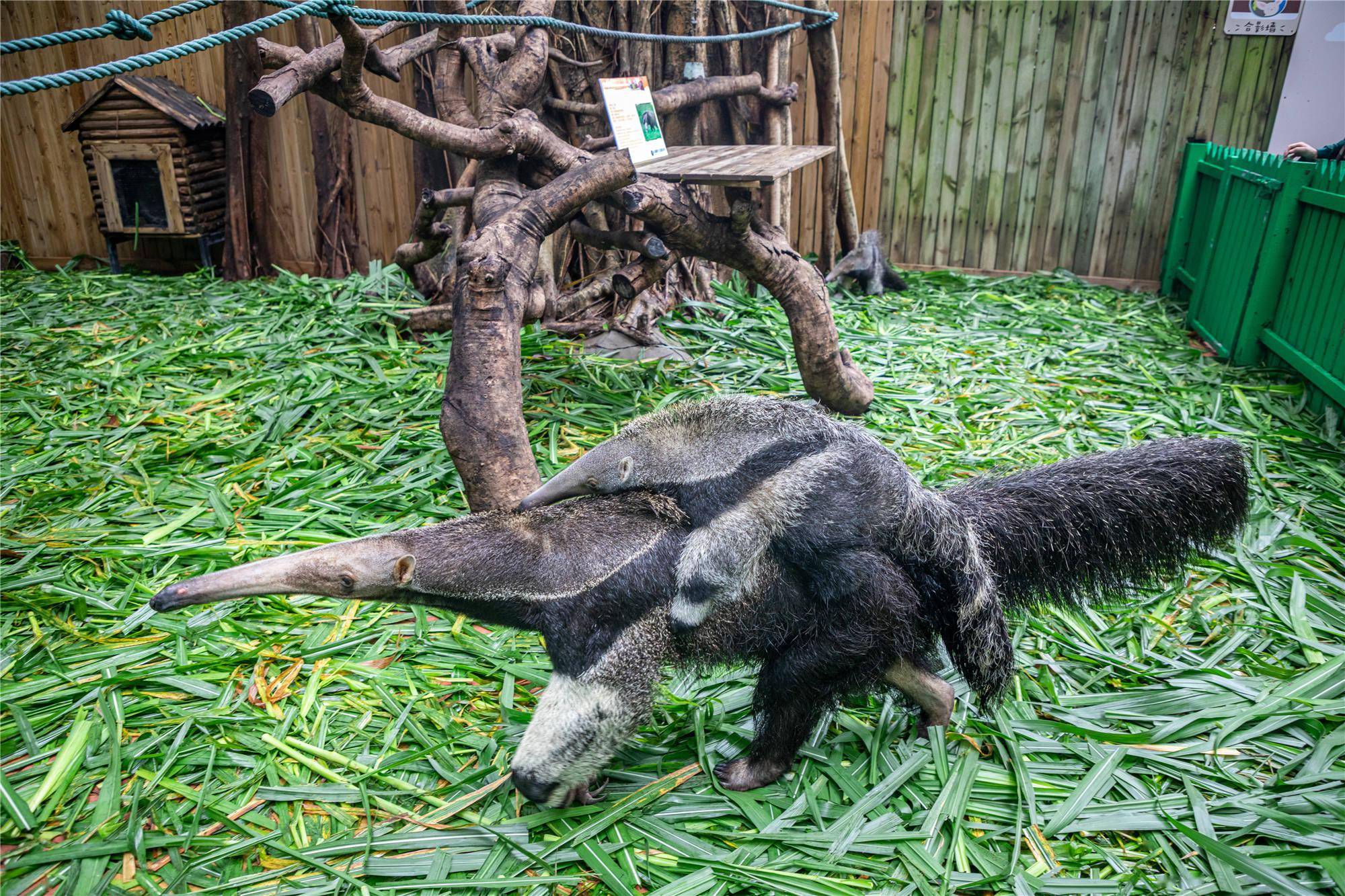 广州日报全媒体记者在长隆野生动物世界的动物幼儿园看到了目前3月龄