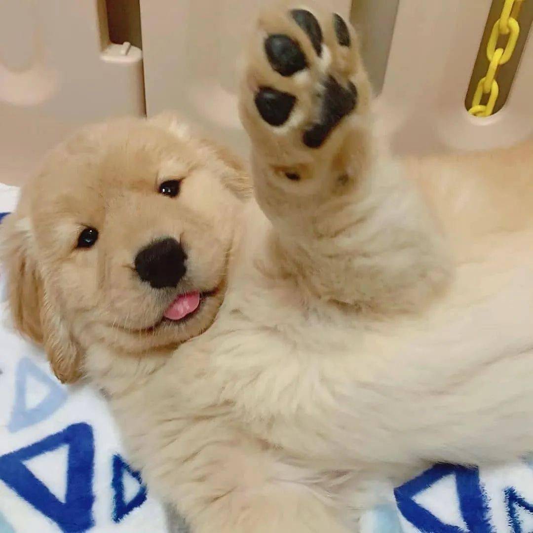 最喜欢主人的小狗狗请举手,奖励一大口亲亲!