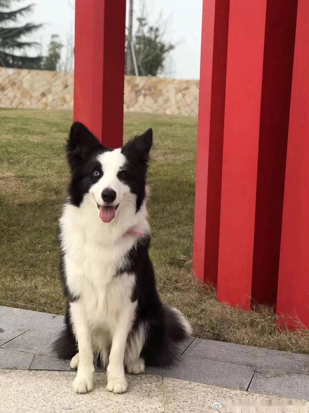 边境牧羊犬(border collie),原产于苏格兰边境,为柯利牧羊犬的一种