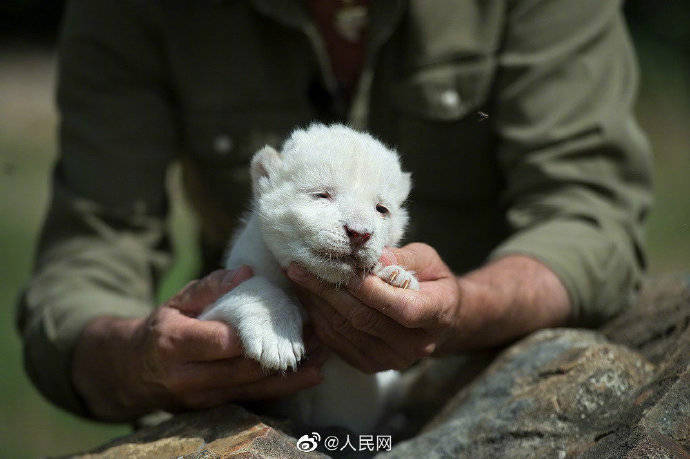 白狮子王来啦超凶