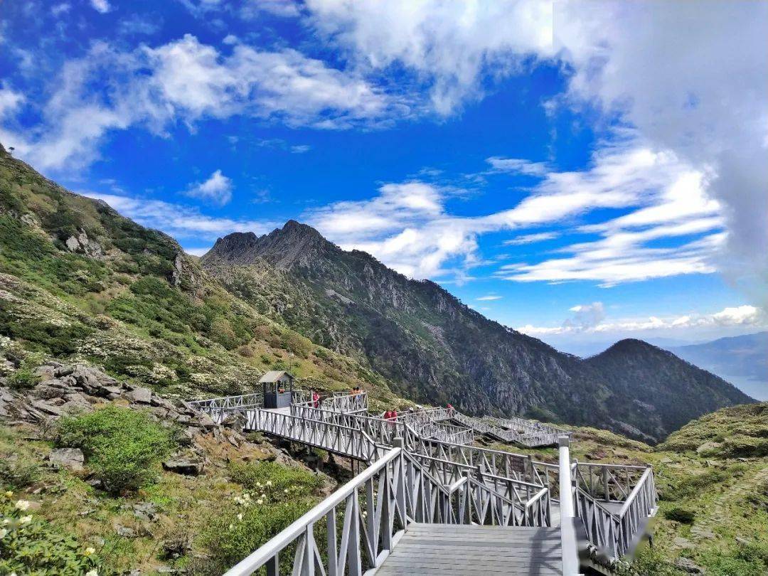 視頻美圖大理蒼山洗馬潭高山杜鵑已花開成海錯過賞花期就要再等一年