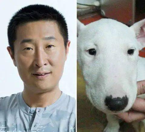 牛头梗长得虽然与林永健有些相似,但却没有林永健那般幽默.