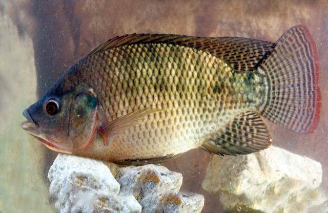 重庆万州区土塘高产养殖罗非鱼技术