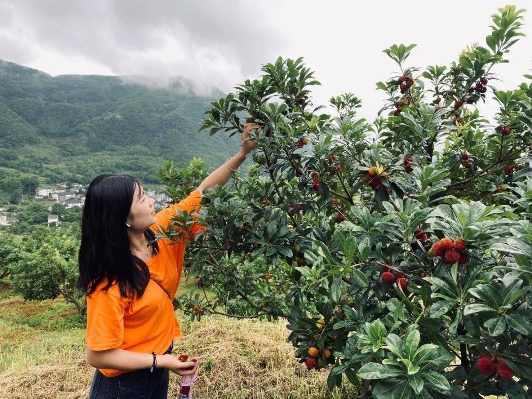 夏日梅好时光首届明月山栖心谷杨梅采摘节即将开启