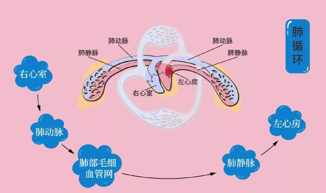 在肺循环中,血液流经肺部毛细血管网时,与肺泡进行气体交换.