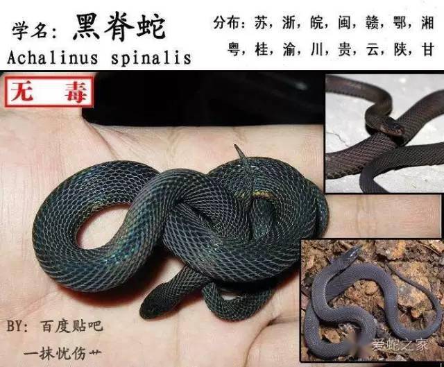 中国毒蛇排名前十图片