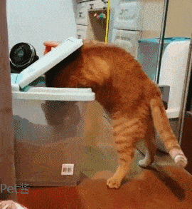 铲屎官总觉得家里的橘猫越来越胖直到他看到橘猫偷猫粮
