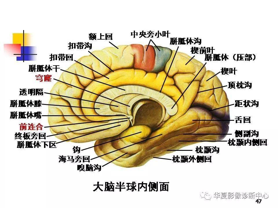 【基础知识】端脑的详细解剖大全-搜狐大视野-搜狐新闻
