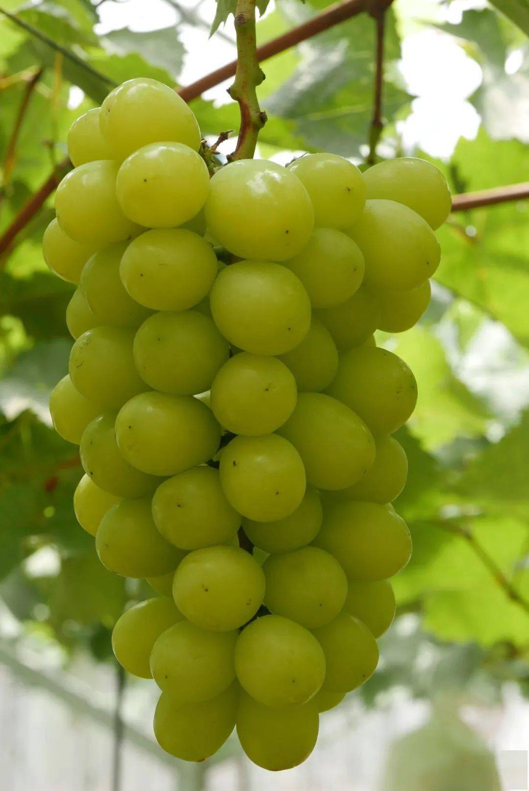 祝贺!"国家现代农业科技示范展示基地"正式落地上海马陆葡萄公园