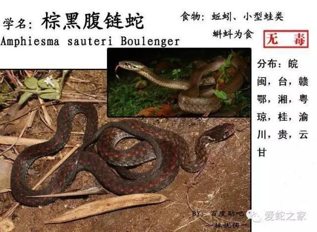 中国蛇类图鉴-蛇咬伤识蛇宝典