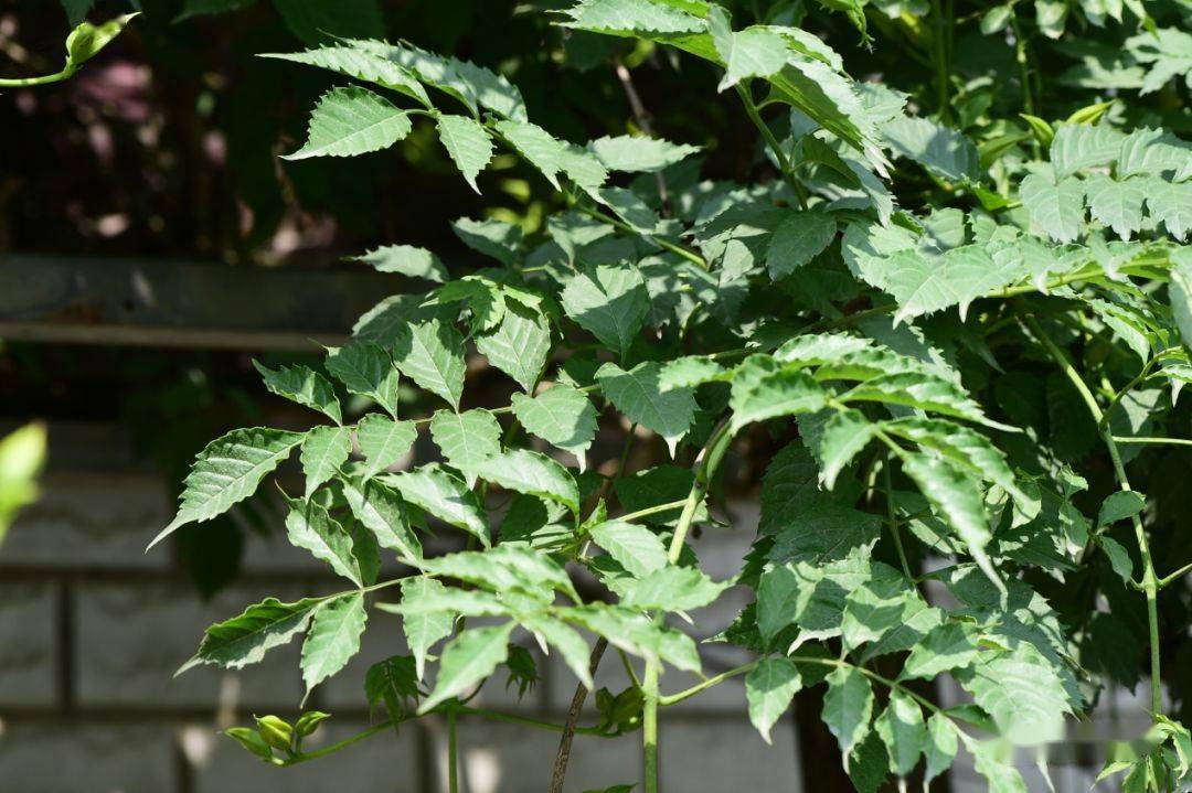 山野博物或许你真没有见过正宗的凌霄campsisgrandiflora