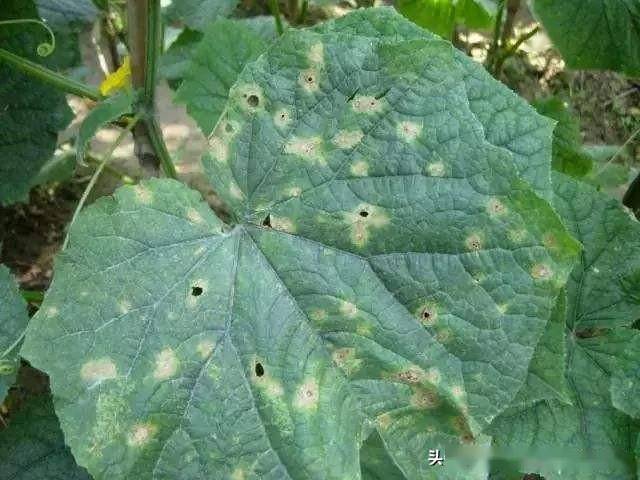 病毒病防治要把握"防虫治病"的原则,发现蚜虫,白粉虱等传毒昆虫要及时
