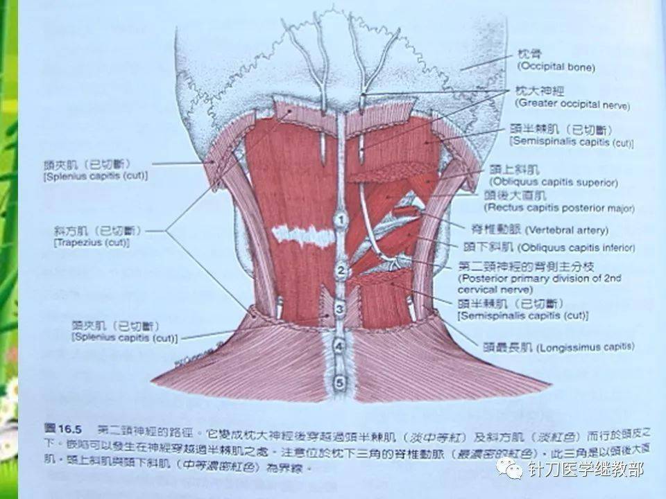颈部功能解剖筋膜肌肉神经组织部分