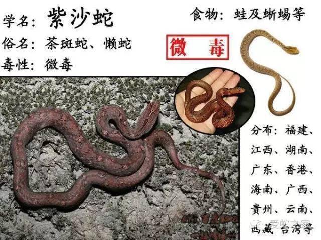 中国毒蛇排名前十图片