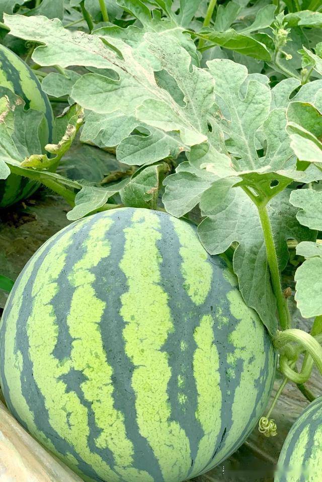 听这才是正宗的长青沙西瓜的声音咔嚓