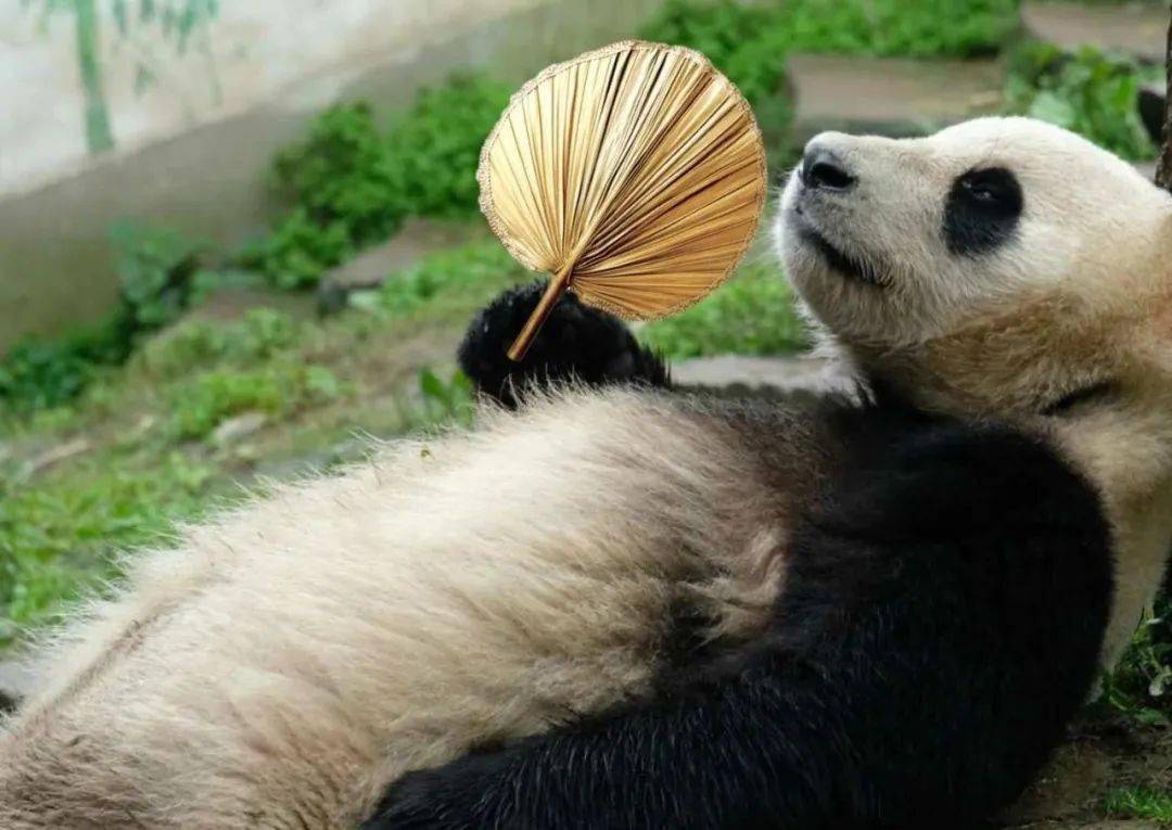 但对于南方人来说,树荫下乘凉?不存在的.