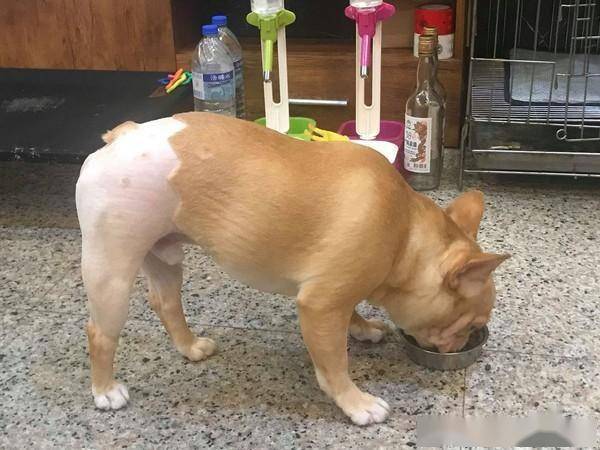 (图/饲主许铭强提供)不过,也有狗友表示,「毛剃得太光了,对皮肤反而也