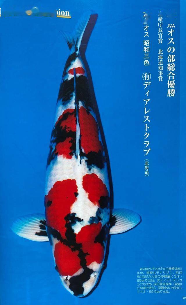 我们今天来看一下第51回全日本总合锦鲤品评会其他获奖锦鲤吧~除了