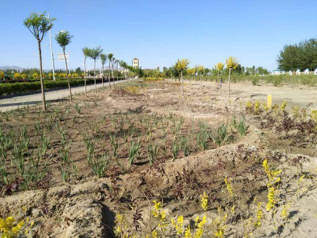 裸露土地整治大武口区裸露土地穿新衣提质增绿惠民生