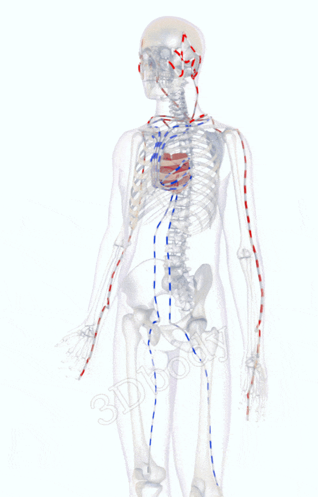 3d版经络图看懂这张图你就理解了中医