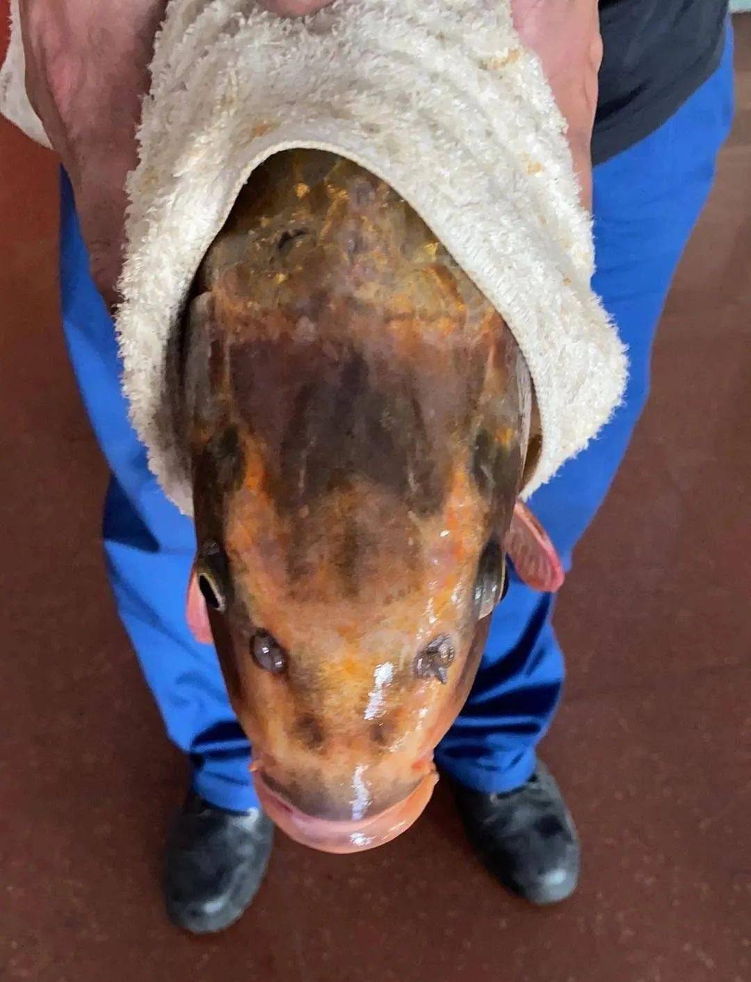 淄博市民钓到一条鱼, 嘴眼鼻清晰可见如人脸近期,济南市卫生和计划