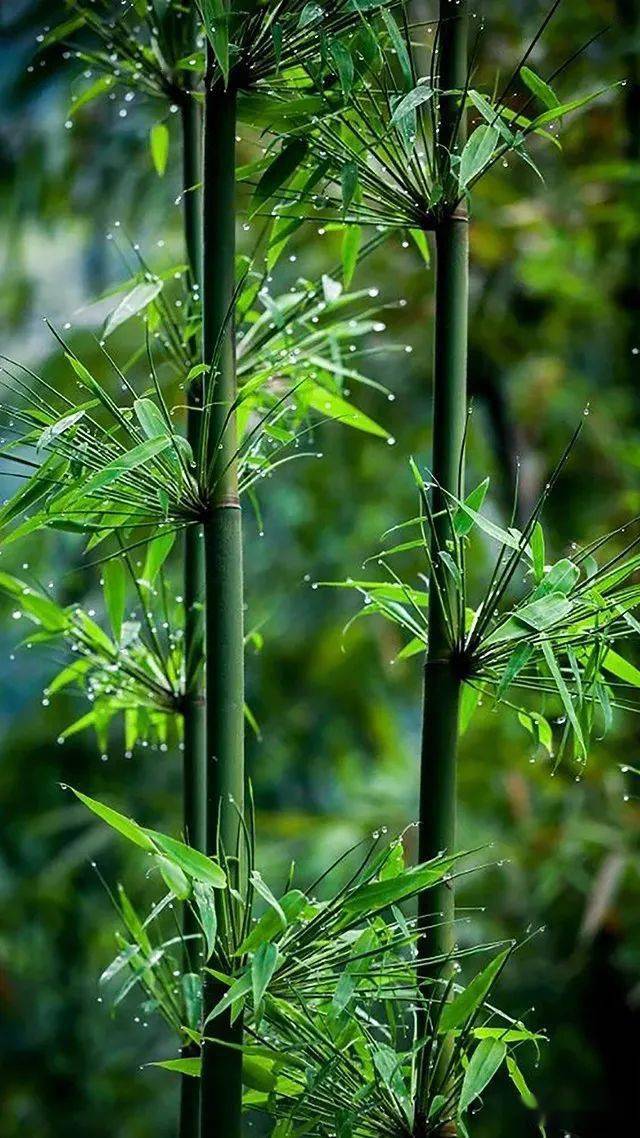 市委,市政府高度重视林竹产业高质量发展,印发《关于